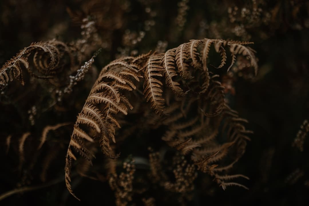 福建提早超额完成年度植树造林使命